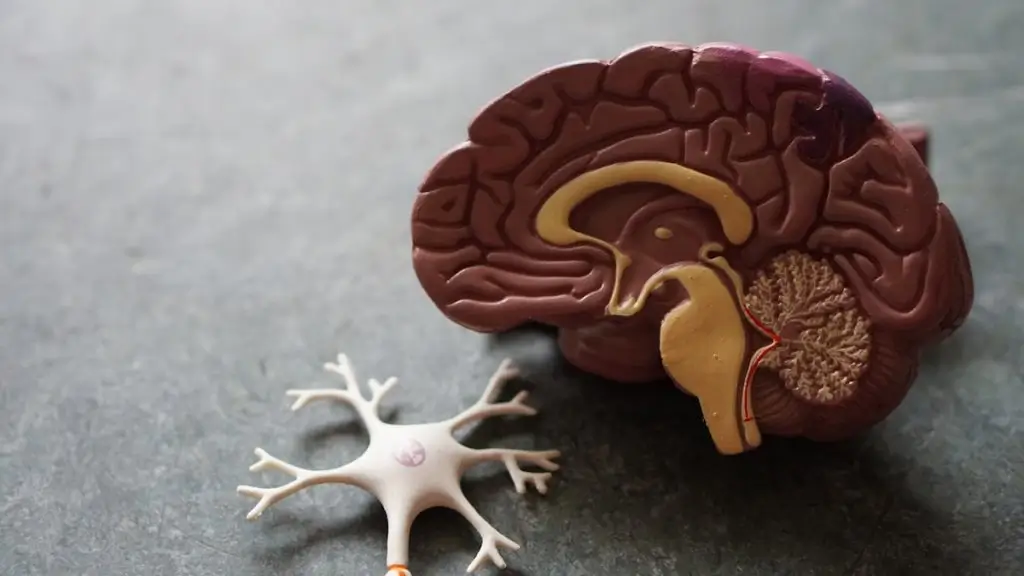 Khám phá AI đột phá đọc MRI não siêu tốc từ Đại học Michigan, mang lại chẩn đoán thần kinh chính xác và tức thì, cách mạng hóa y học lâm sàng.